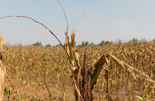 crops3