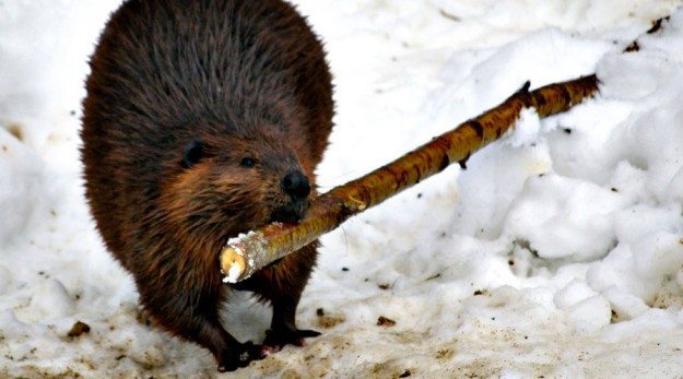 beaver-butt