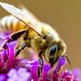bee-flower