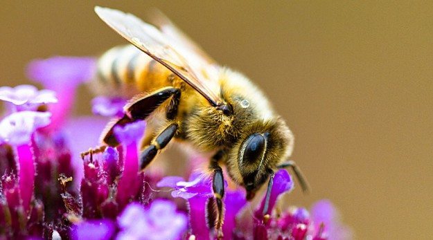 bee-flower