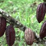 cacao2