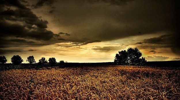 dying-corn-field