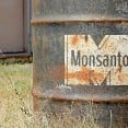 monsanto-can