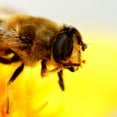 bee-bee