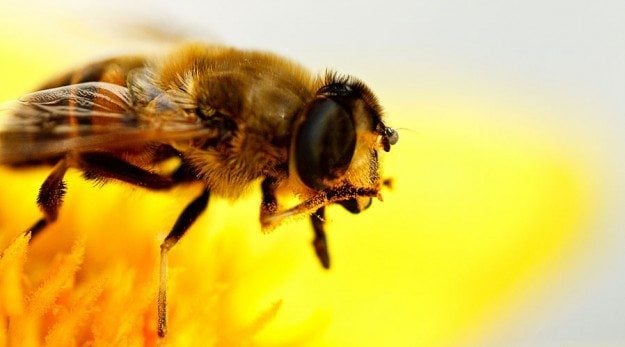 bee-bee