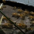 honeycolonybees