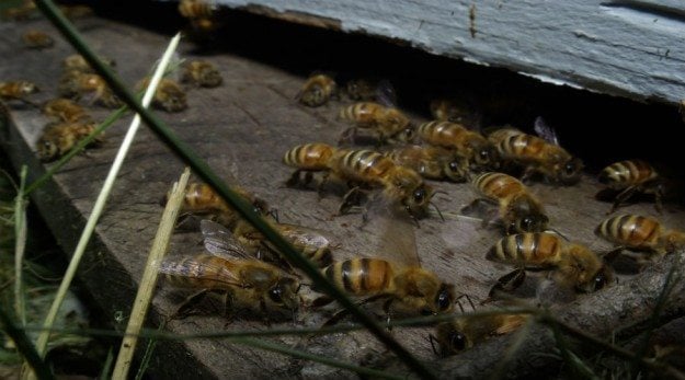 honeycolonybees
