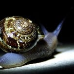snail