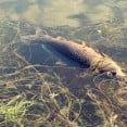 dead-fish