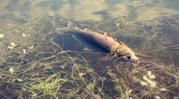 dead-fish