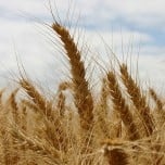 monsanto-wheat