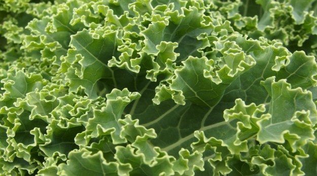 kale