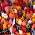 feb13_flowers