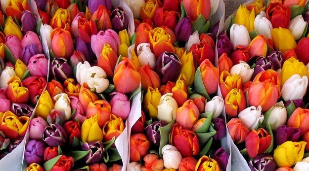 feb13_flowers