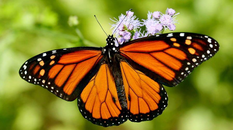 Can monarch butterflies survive cold