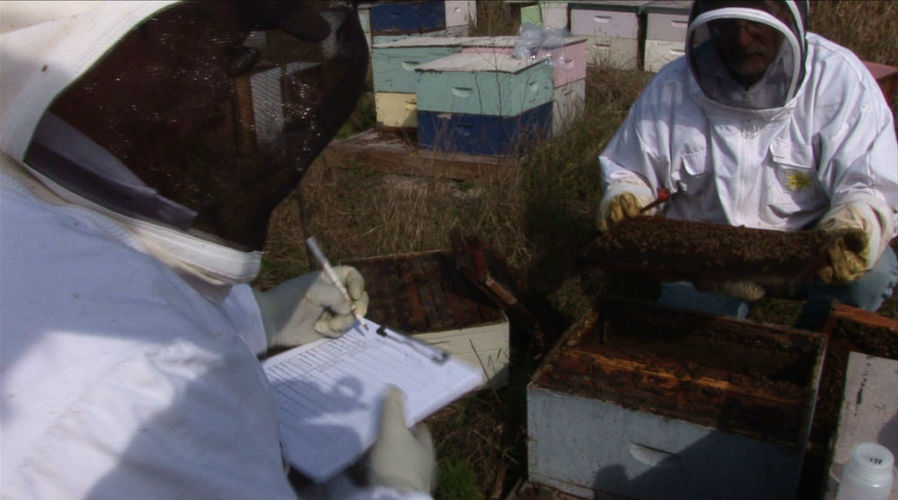 Bayer's Bee Care Program Just A Front? | HoneyColony