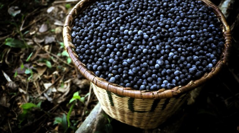 The Truth About Acai Extract, Oil And Other Products