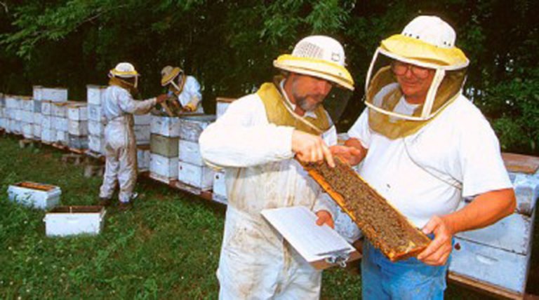 Causes Of Bee Population Decline Challenged In California