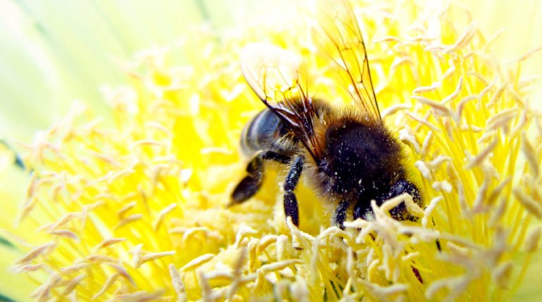 Why Bees Are Dying And What We Can Do To Save Them