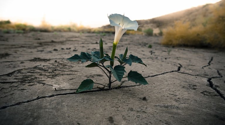 What is Organic Material? Why Should You Eat Peat Humus?