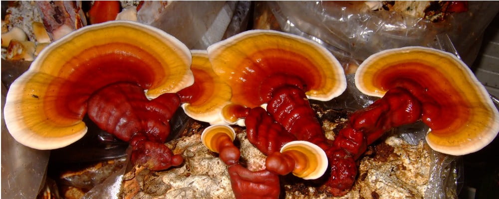 9 Ways Reishi Mushrooms Boosts Your Health HoneyColony