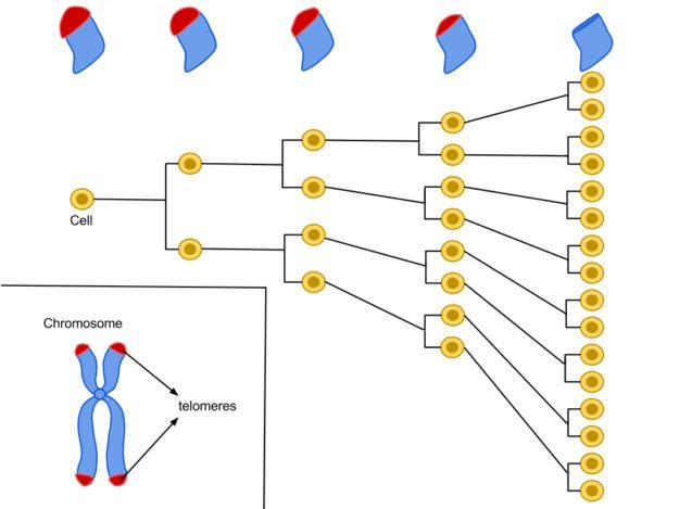 telomeres-2