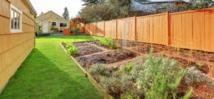 superfood garden