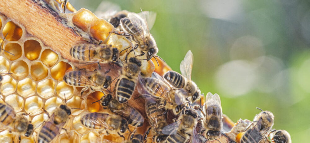 honey caribbean honeycolony